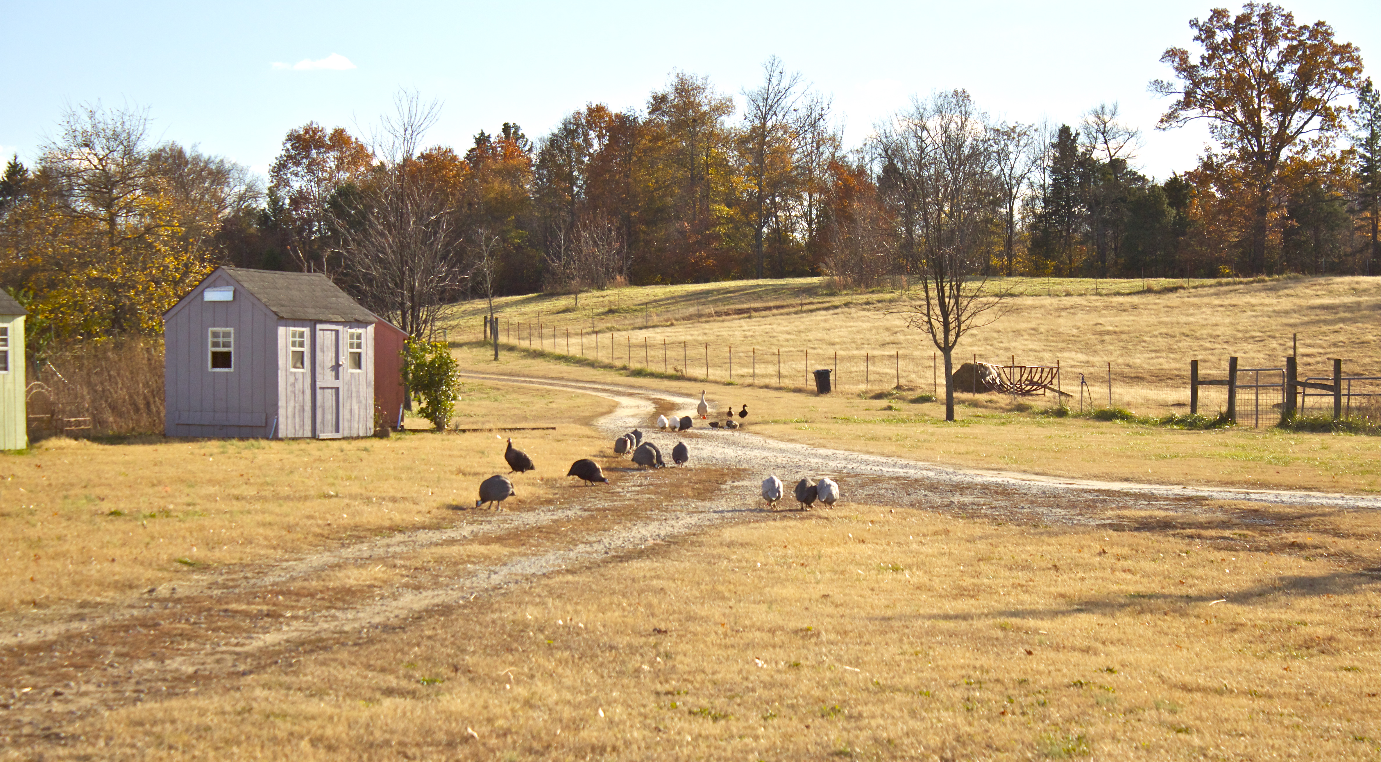 guineas